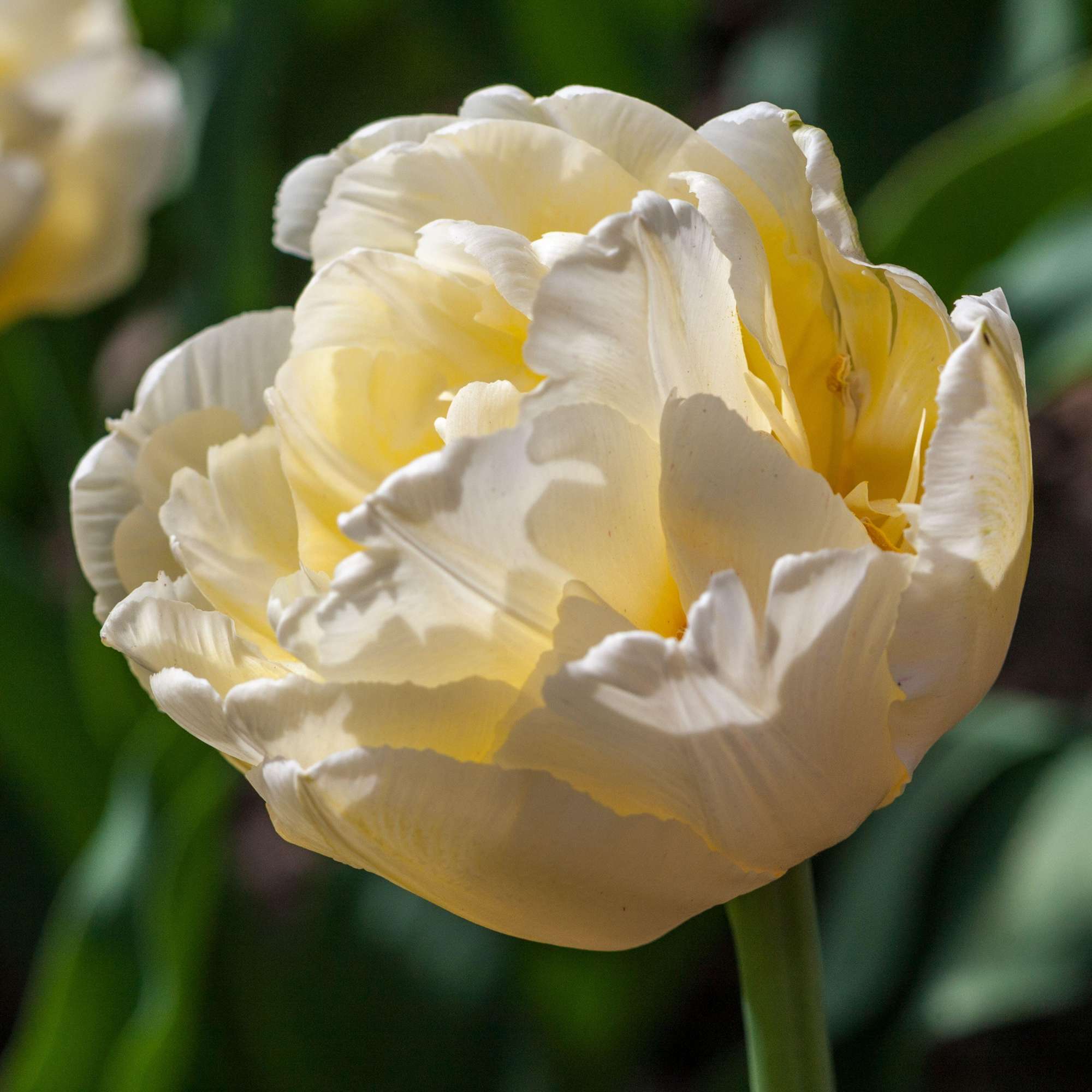 Tulpe 'Verona'